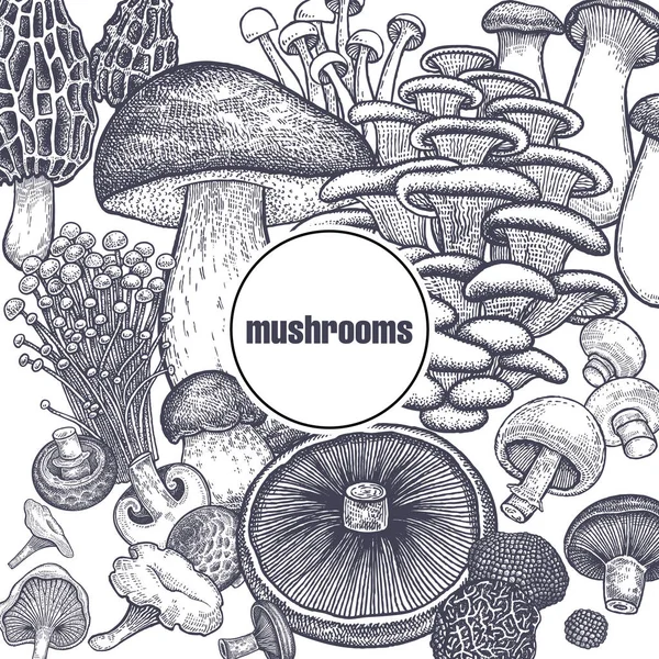 Yenilebilir mantar poster. Bolete, Portobello, Shimeji, Champignon, istiridye mantar, Enoki, Kral trompet, siyah truffle, Morel ve Cantharellus cibarius. Siyah, beyaz. Vektör çizim vintage oyma 