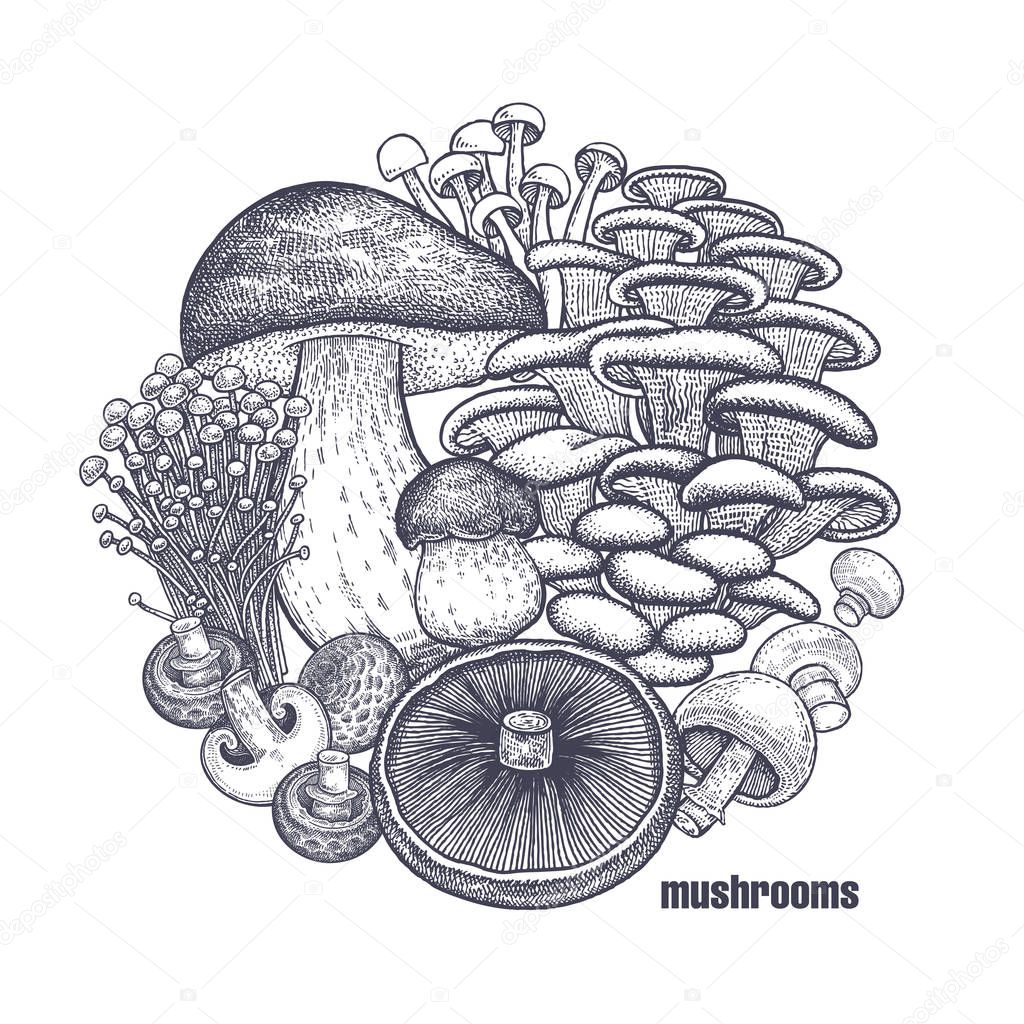 Mushrooms in circle. Template of signboard, poster, cover. Bolete, Portobello, Shimeji, Champignon, Oyster mushrooms, Enoki. Black, white. Vector illustration vintage engraving