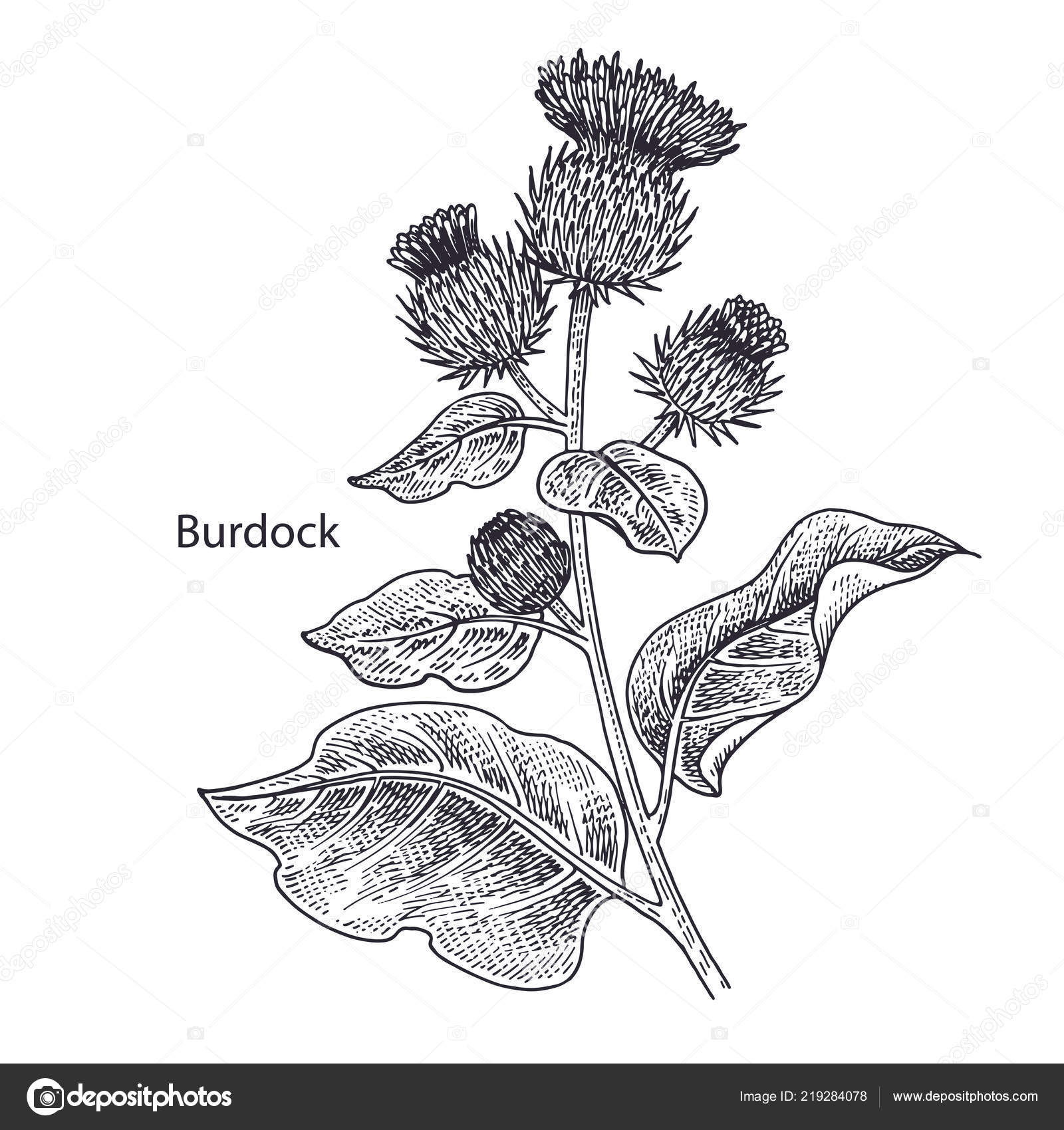 現実的な医療植物ゴボウ ビンテージの彫刻 ベクトル イラスト 黒と白 花の手書き 代替医療シリーズ ストックベクター C Sasha Kasha