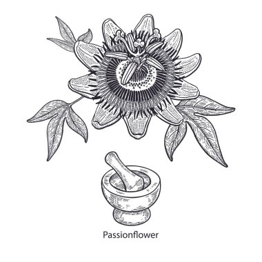 Realistic medical plant passionflower, mortar and pestle. Vintage engraving. Vector illustration art. Black and white. Hand drawn of flower. Alternative medicine series. clipart