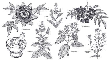 Set of isolated medical plants, flowers and herbs. Amur cork tree, cinnamon, shepherd's purse, holy basil, sage, passionflower, mortar, pestle. Vintage engraving. Vector illustration. Black and white. clipart