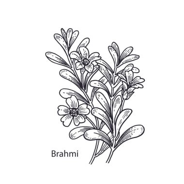 Gerçekçi tıbbi bitki Brahmi. Vintage oyma. Vektör çizim sanat. Siyah ve beyaz. El çiçeği çekilmiş. Alternatif Tıp serisi.