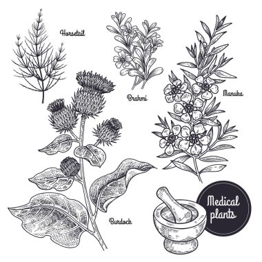 Gerçekçi tıbbi bitki at kuyruğu, Brahmi, Manuka, Burdock. Vintage oyma. Vektör çizim sanat. Siyah ve beyaz. El çiçeği çekilmiş. Alternatif Tıp serisi.