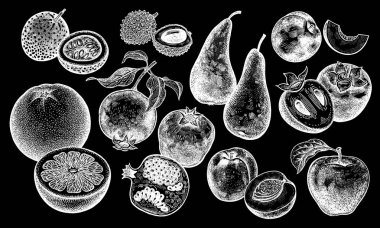 Meyveler ve meyve ayarlayın. Gerçekçi greyfurt, şeftali, nar, elma, armut, Trabzon hurması, nektarin, tutku meyve, lychee izole. El çizimi. Vintage. Beyaz tebeşir kara tahta üzerinde. Vektör.