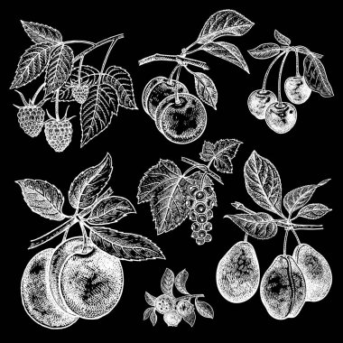Meyve ve çilek ayarlayın. Kiraz, Erik, frenk üzümü, ahududu, yaban mersini beyaz arka plan üzerinde izole varyasyonları. El çizimi gerçekçi. Vintage oyma. Beyaz tebeşir kara tahta üzerinde.