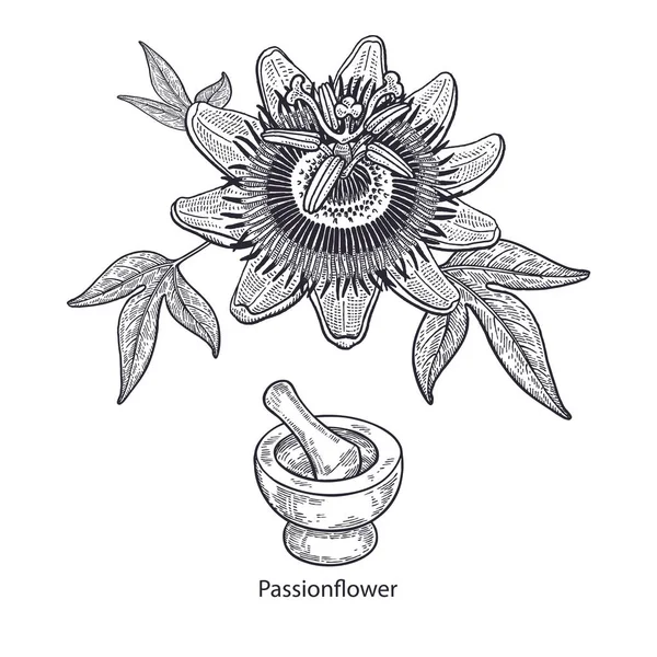 Realistic Medical Plant Passionflower Mortar Pestle Vintage Engraving Vector Illustration — Stock Vector