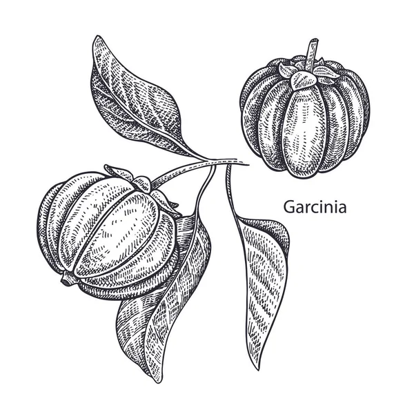 Planta Médica Realista Garcinia Gravura Vintage Arte Ilustração Vetorial Preto —  Vetores de Stock