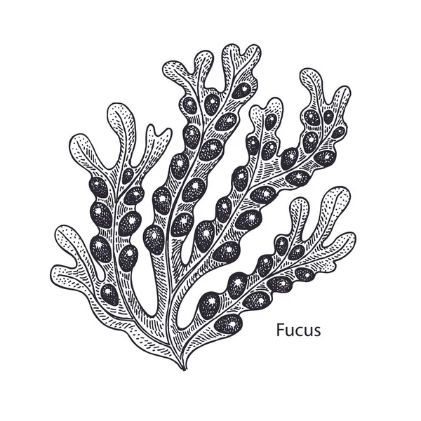 현실적인 Fucus입니다 빈티지 조각입니다 일러스트 예술입니다 흑인과 백인입니다 조류의 핸드입니다 — 스톡 벡터