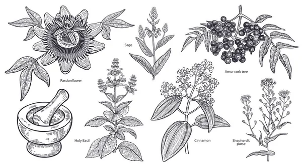 Verzameling Van Geïsoleerde Medicinale Planten Bloemen Kruiden Amoer Cork Boom — Stockvector