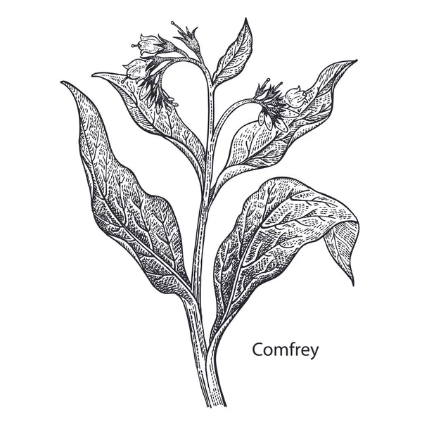 Ρεαλιστική Ιατρικού Φυτού Comfrey Vintage Χαρακτική Vector Εικονογράφηση Τέχνη Μαύρο — Διανυσματικό Αρχείο