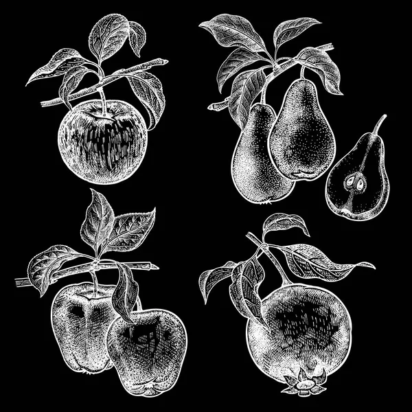 Äpfel Granat Und Birnen Realistische Vektorillustration Früchte Handzeichnung Früchte Blatt — Stockvektor