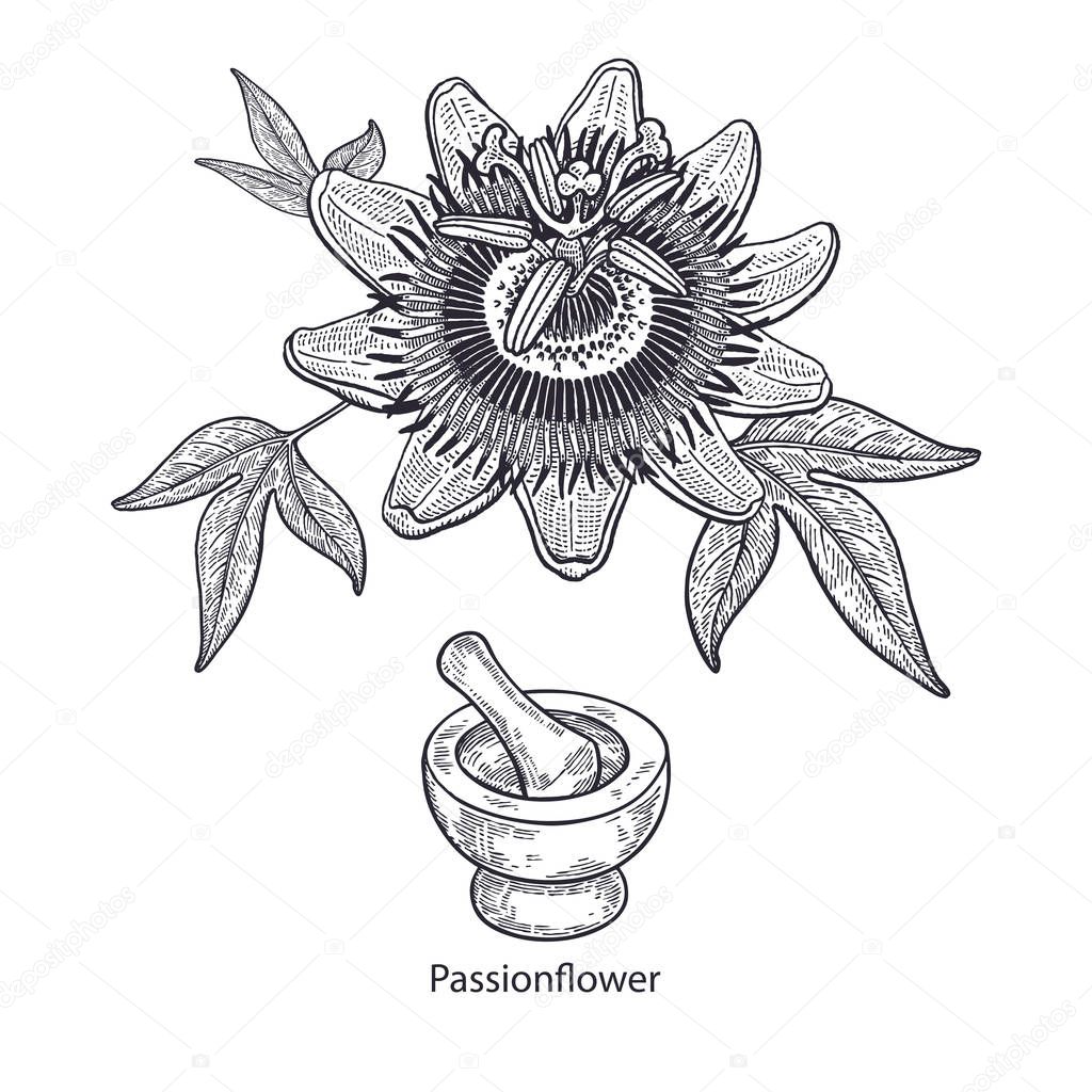 Realistic medical plant passionflower, mortar and pestle. Vintage engraving. Vector illustration art. Black and white. Hand drawn of flower. Alternative medicine series.