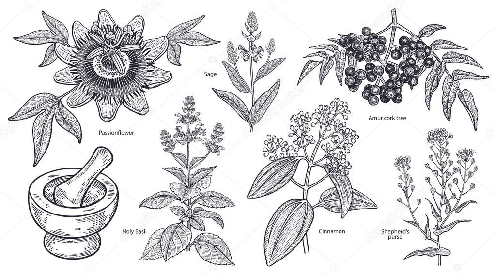 Set of isolated medical plants, flowers and herbs. Amur cork tree, cinnamon, shepherd's purse, holy basil, sage, passionflower, mortar, pestle. Vintage engraving. Vector illustration. Black and white.