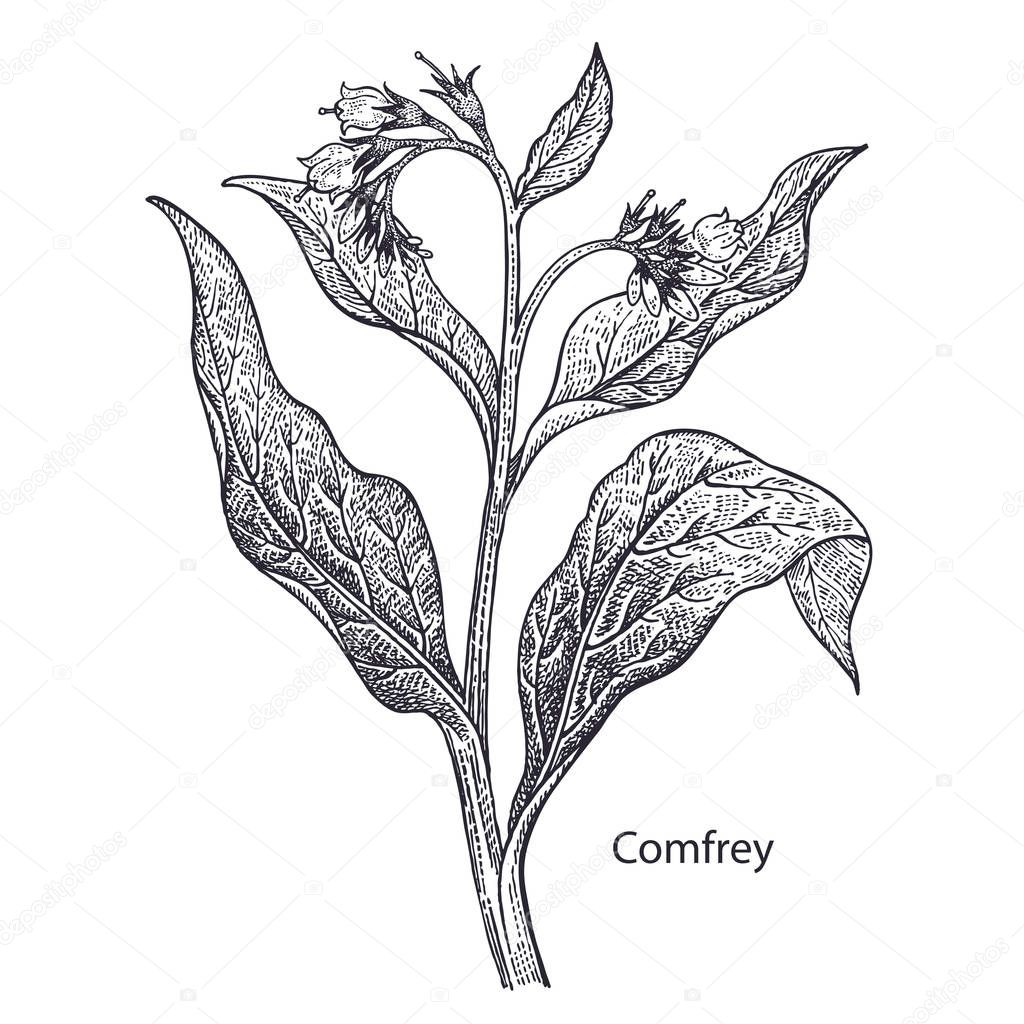 Realistic medical plant Comfrey. Vintage engraving. Vector illustration art. Black and white. Hand drawn of flower. Alternative medicine series.