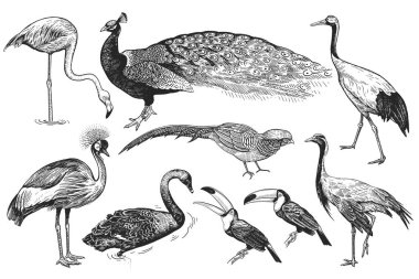 Vahşi kümesinden kuş. Tavus kuşu, Tukan, flamingolar, sülün, vinç, gerçekçi izole rakam Japon vinç, taçlı vinç, Black Swan. Siyah ve beyaz el çizimi. Vektör çizim. Vintage
