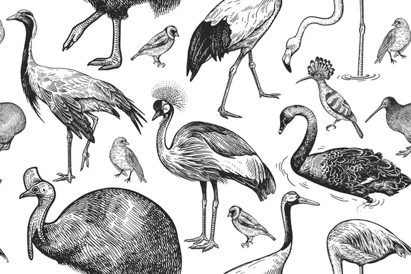 Patrón Sin Costuras Con Grúas Aves Casuarios Flamenco Cisne Abubilla — Archivo Imágenes Vectoriales