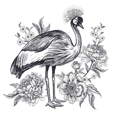Kuş ve çiçek dekorasyon. Gerçekçi el vinç taç ve beyaz arka plan üzerinde izole güzel peonies çizimi. Vektör çizim. Siyah ve beyaz eskiz. Vintage oryantal oyma.