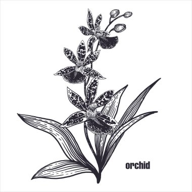 Orkide çiçek gerçekçi çizim. Beyaz arka plan üzerinde kroki. Vektör çizim. Sanat Vintage. Egzotik rainforest bitki. Tebrik kartları, Enteriyör eşyaları, metinler için dekor dekorasyon. Siyah ve beyaz