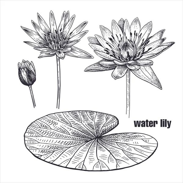 Water Lily Ρεαλιστικό Σχέδιο Λουλούδι Σκίτσο Λευκό Φόντο Εικονογράφηση Διάνυσμα — Διανυσματικό Αρχείο