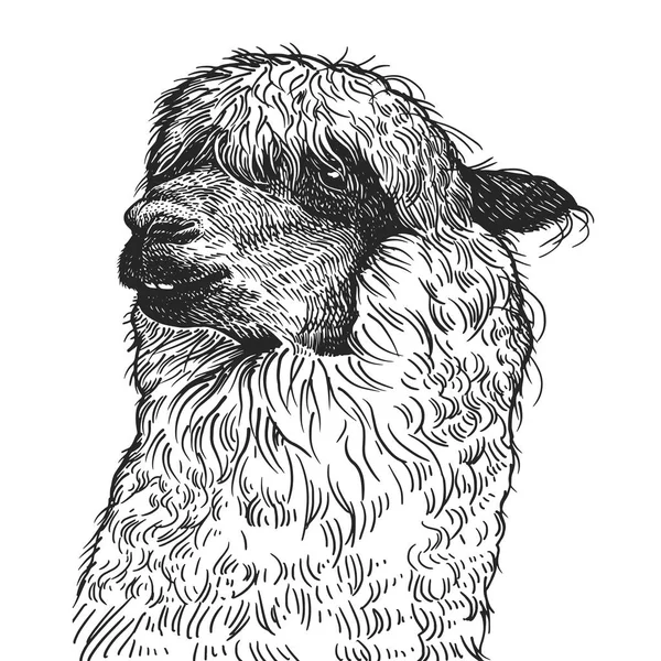 Lama Retrato Realista Animal Sul Americano Gravura Vintage Arte Ilustração —  Vetores de Stock
