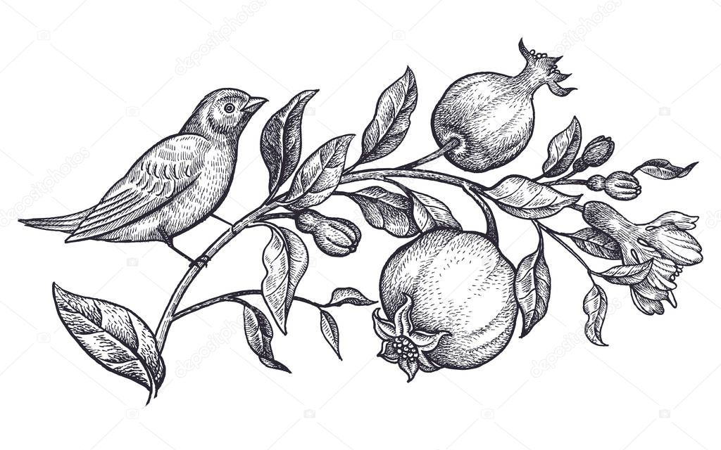 Decoration with bird and flowers. Realistic hand drawing nightingale and branch with pomegranate isolated on white background. Vector illustration art. Black and white sketch. Vintage engraving.