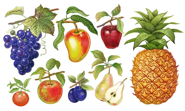 リアルなフルーツ セット パイナップル ブドウ リンゴ みかん マンゴーは 白い背景で隔離ベクトル イラスト 手描き — ストックベクタ