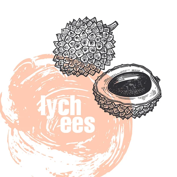 Lychee Ilustración Vectorial Realista Fruta Aislada Sobre Fondo Blanco Dibujo — Vector de stock