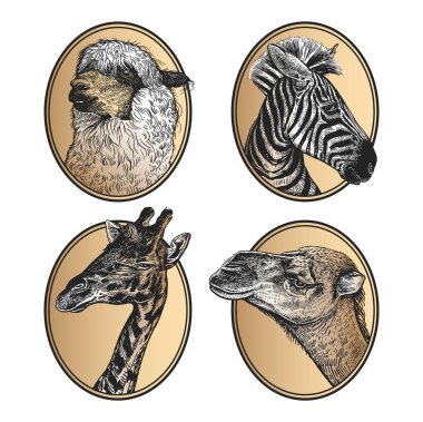 Hayvanlarda çerçeve portreleri. Simgeler kümesi. Afrika memelileri zebra, zürafa, Lama, deve yakın çekim. Beyaz arka plan üzerinde siyah ve altın folyo baskı. Vektör çizim, eskiz. El çizimi. Vintage.
