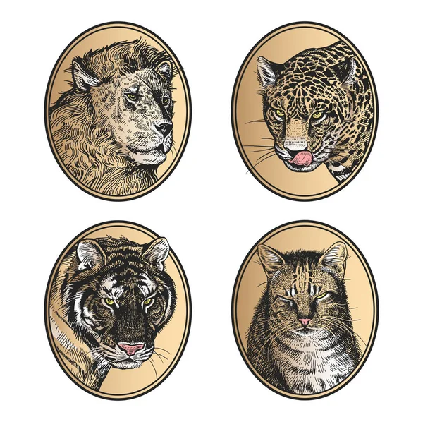 Porträtt Djur Ram Uppsättning Ikoner Afrikanska Däggdjur Rovdjur Lejon Tiger — Stock vektor