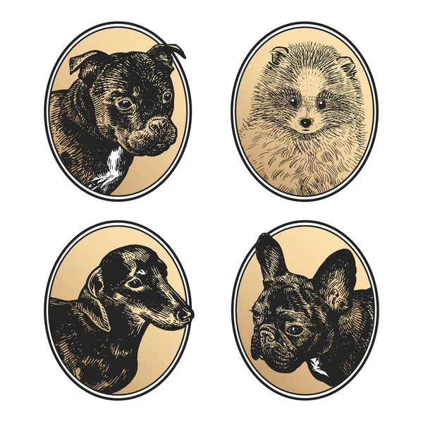 Retratos Animais Conjunto Molduras Cães Estimação Cachorros Bull Terrier Dachshund —  Vetores de Stock