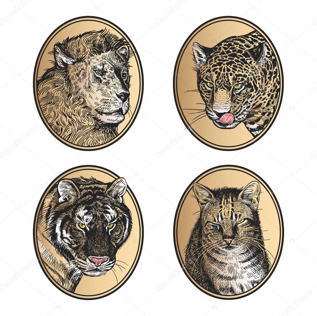 Portraits of animals in frame. Set of icons. African mammals predators lion, tiger, leopard and pet cat. Print black and gold foil on white background. Vector illustration, sketch. Hand drawing. Vintage.