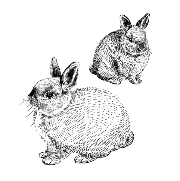 Deux Lapins Isolés Sur Fond Blanc Style Gravure Vintage Noir — Image vectorielle