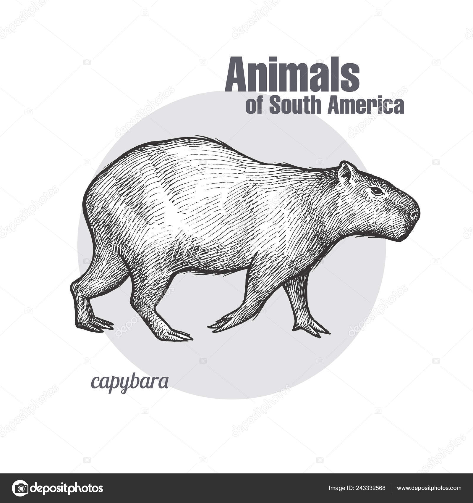 Imagens vetoriais Capivara