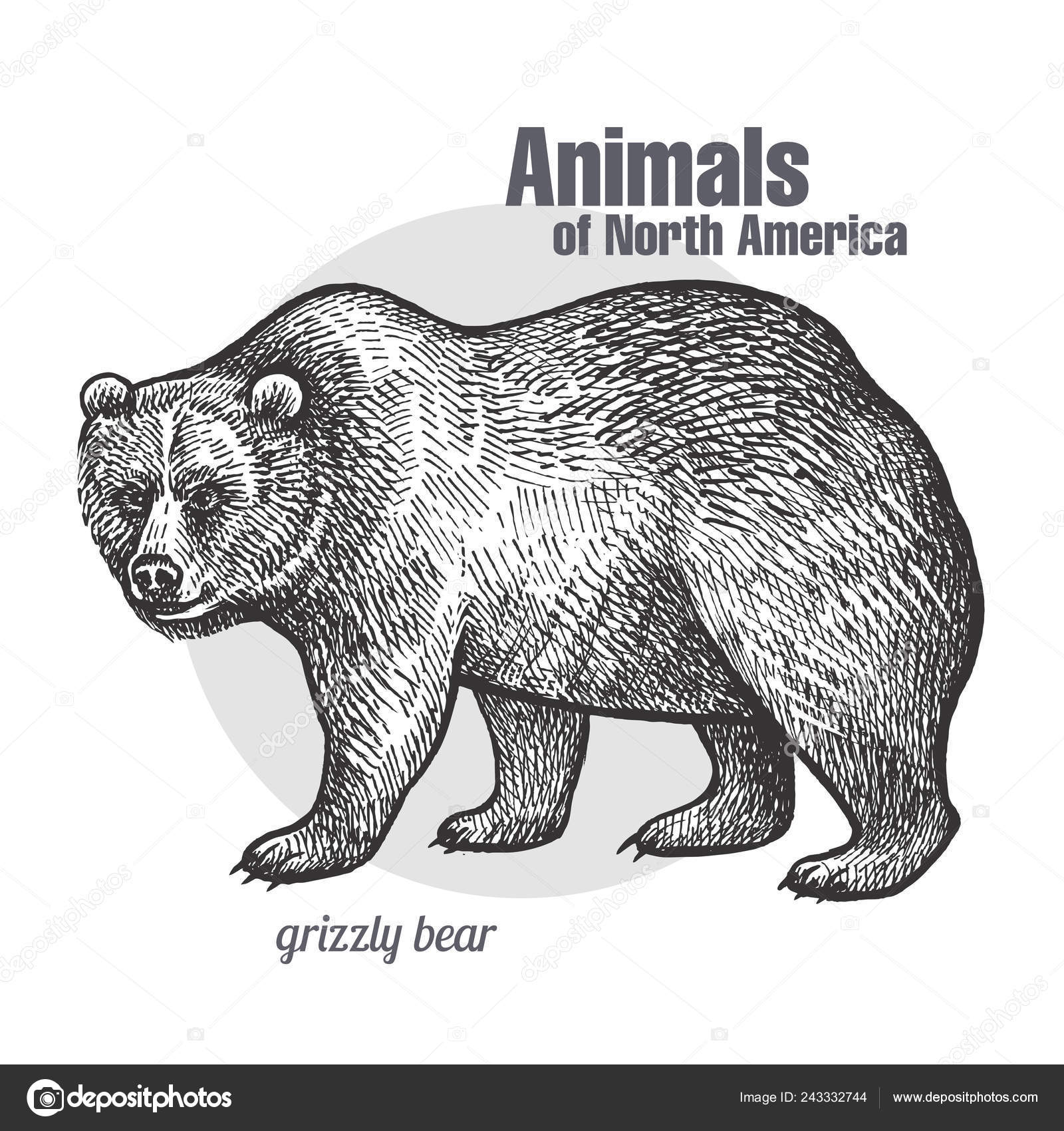 Grizzly Bear Hand Drawing Wildlife Animals North America Series Vintage  Stock Vector by ©sasha-kasha 243332744