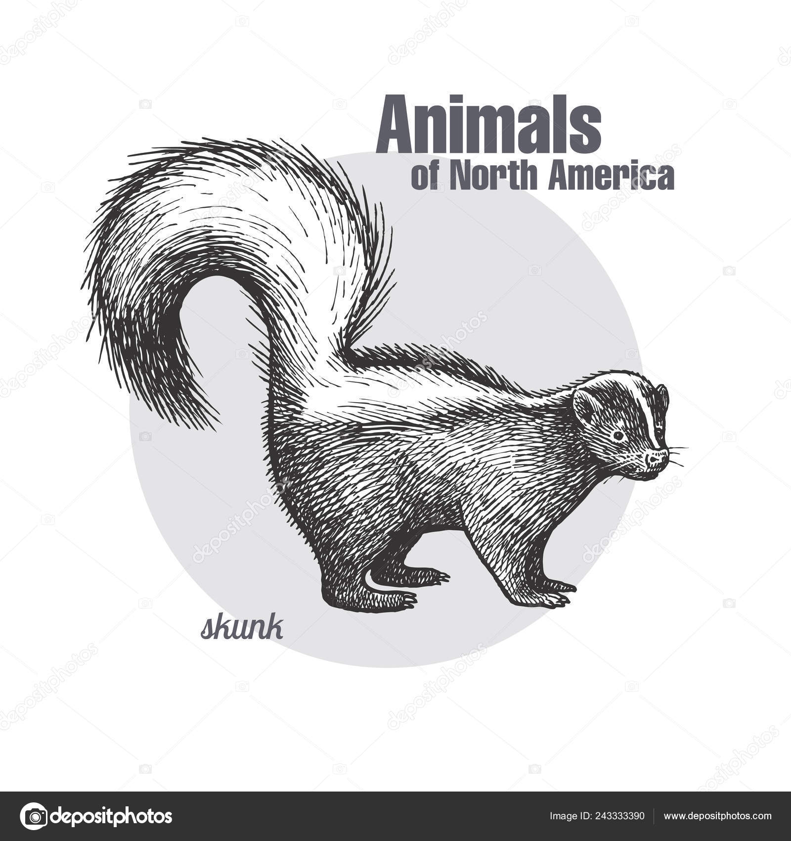 Skunk Hand Drawing Wildlife Animals North America Series Vintage