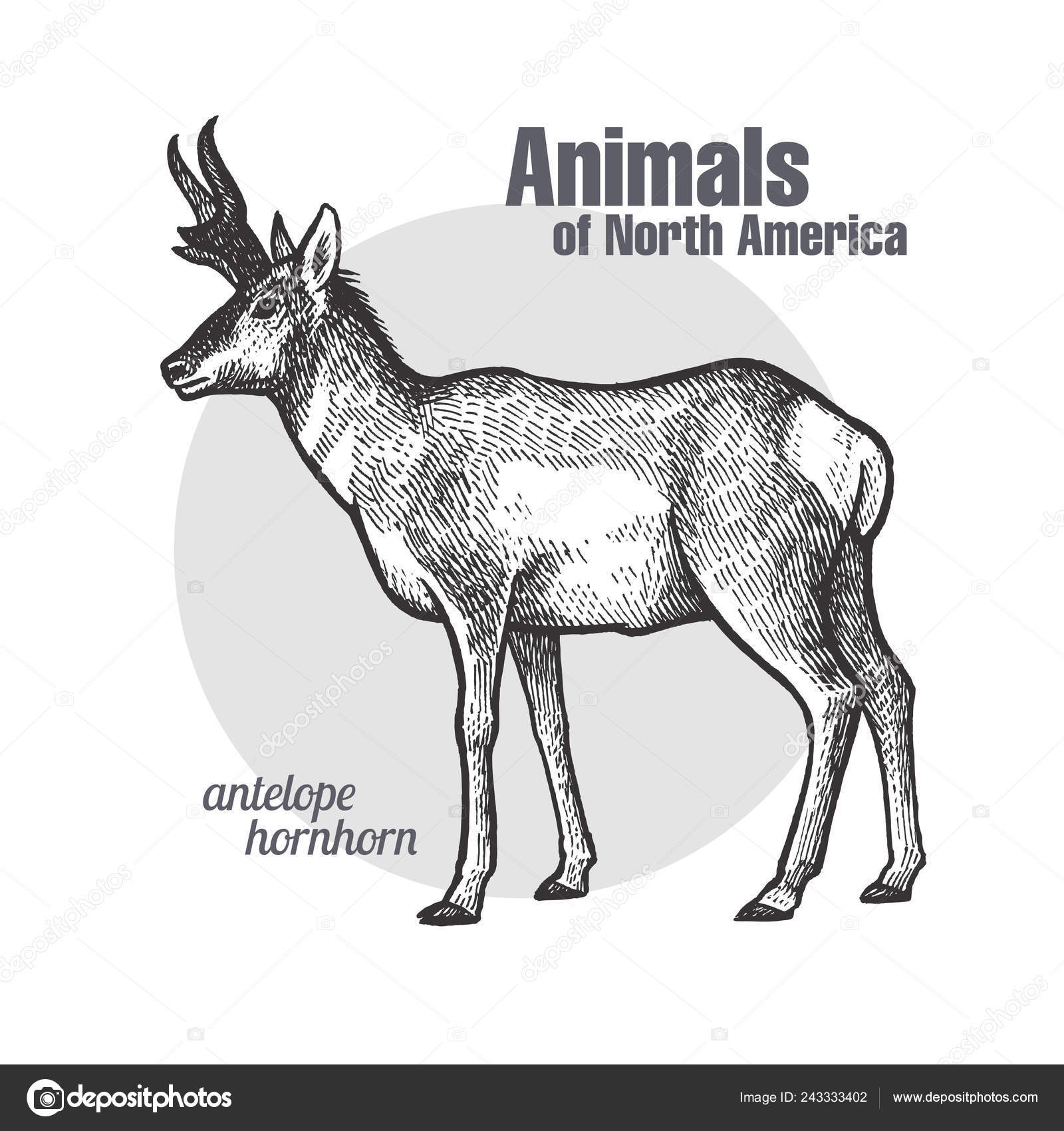 Pronghorn Antelope Hand Drawing Wildlife Animals North America Series  Vintage Stock Vector by ©sasha-kasha 243333402