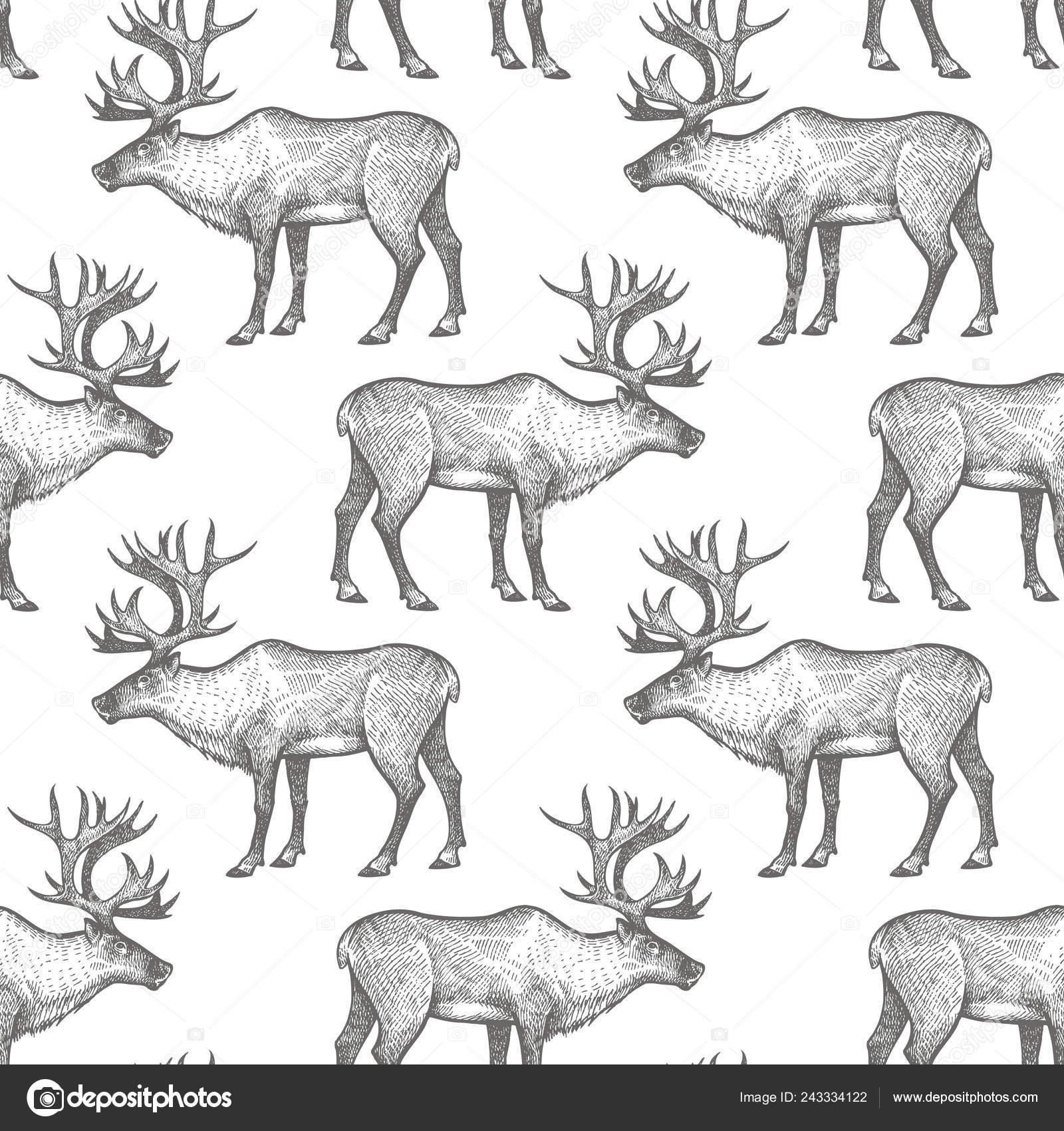 Reindeer Seamless Pattern Animals North America Hand Drawing