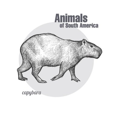 Capybara el çizimi. Güney Amerika serisinin hayvanları. Eski gravür stili. Vektör illüstrasyon sanatı. Siyah ve beyaz. Doğanın nesnesi doğaüstü bir taslak..