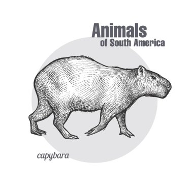 Capybara hand drawing. Animals of South America series. Vintage engraving style. Vector illustration art. Black and white. Object of nature naturalistic sketch. clipart