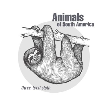 Tembel hayvan el çizimi. Güney Amerika serisinin hayvanlar. Vintage gravür tarzı. Vektör çizim sanat. Siyah ve beyaz. Nesne doğa doğal eskiz.