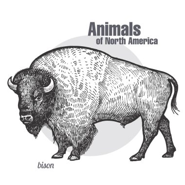 Bison. El çizimi vahşi yaşam. Hayvanlar Kuzey Amerika serisi. Vintage gravür tarzı. Vektör çizim sanat. Siyah ve beyaz. Doğa doğal eskiz yalıtılmış nesne. 