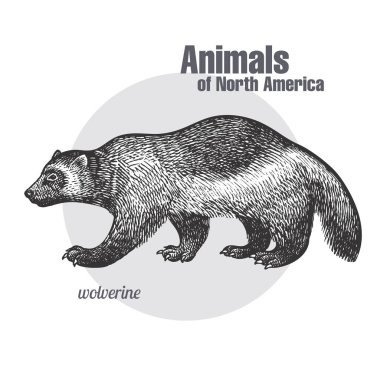 Wolverine el çizimi. Hayvanlar Kuzey Amerika serisi. Vintage gravür tarzı. Vektör çizim sanat. Siyah ve beyaz. Nesne doğa doğal eskiz.