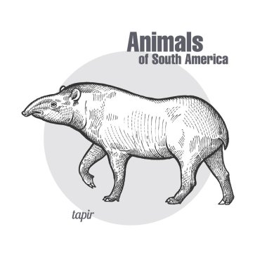 Tapir çizim ver. Güney Amerika serisinin hayvanlar. Vintage gravür tarzı. Vektör çizim sanat. Siyah ve beyaz. Nesne doğa doğal eskiz.