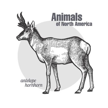 Pronghorn antilop. El çizimi vahşi yaşam. Hayvanlar Kuzey Amerika serisi. Vintage gravür tarzı. Vektör çizim sanat. Siyah ve beyaz. Doğa doğal eskiz yalıtılmış nesne. 