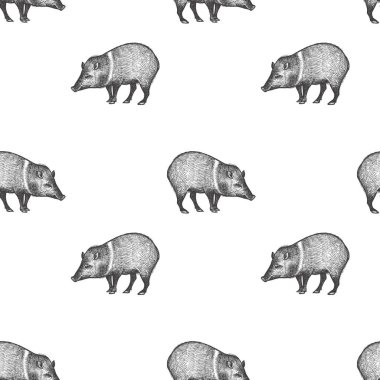 Pekari. Hayvanlar Güney Amerika ile Seamless modeli. El çizimi vahşi yaşam. Vektör çizim sanat. Siyah ve beyaz. Eski gravür. Vintage. Kumaşlar, kağıt, tekstil, moda tasarım.