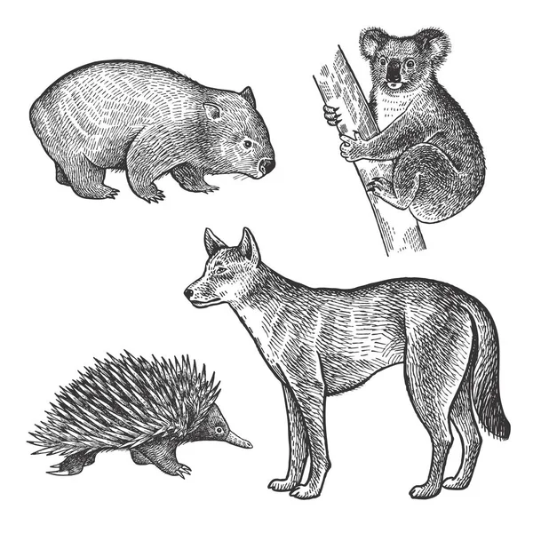 Koala Oso Wombat Echidna Dingo Perro Conjunto Dibujo Mano Animals — Vector de stock