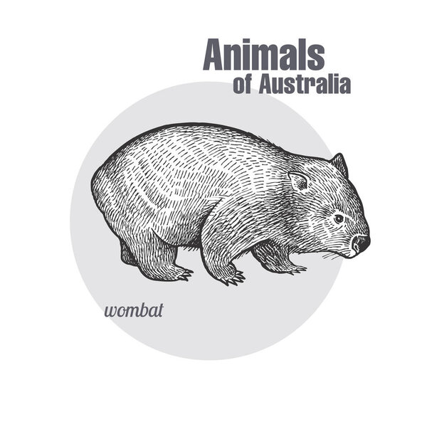 Вомбат рисует руками. Серия Animals of Australia. Винтажный стиль гравировки. Векторная иллюстрация. Черная графическая изоляция на белом фоне. Объект натуралистического наброска.