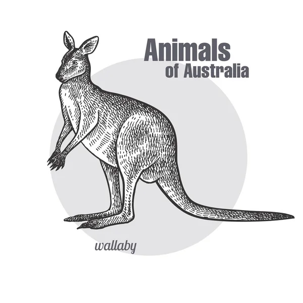 Wallaby Kangaroo Hand Drawing Animals Australia Series Vintage Engraving Style — Stock Vector