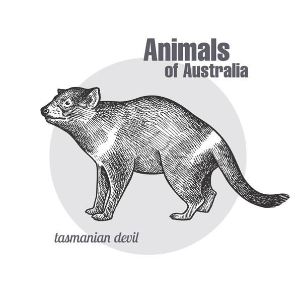 Тасманский дьявольский рисунок рукой. Серия Animals of Australia. Винтажный стиль гравировки. Векторная иллюстрация. Черная графическая изоляция на белом фоне. Объект натуралистического наброска
.
