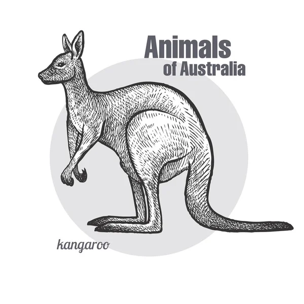 袋鼠手绘 澳大利亚动物系列 复古雕刻风格 向量例证艺术 黑色和白色 自然自然的对象自然主义剪影 — 图库矢量图片